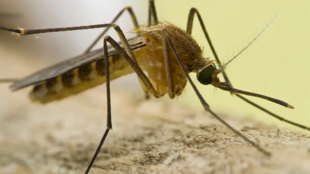 Cum să scăpăm de țânțari