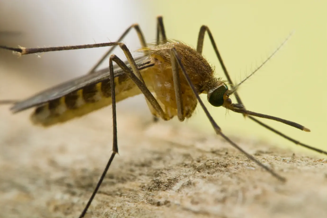 Cum să scăpăm de țânțari